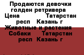 Продаются девочки голден ретривера › Цена ­ 25 000 - Татарстан респ., Казань г. Животные и растения » Собаки   . Татарстан респ.,Казань г.